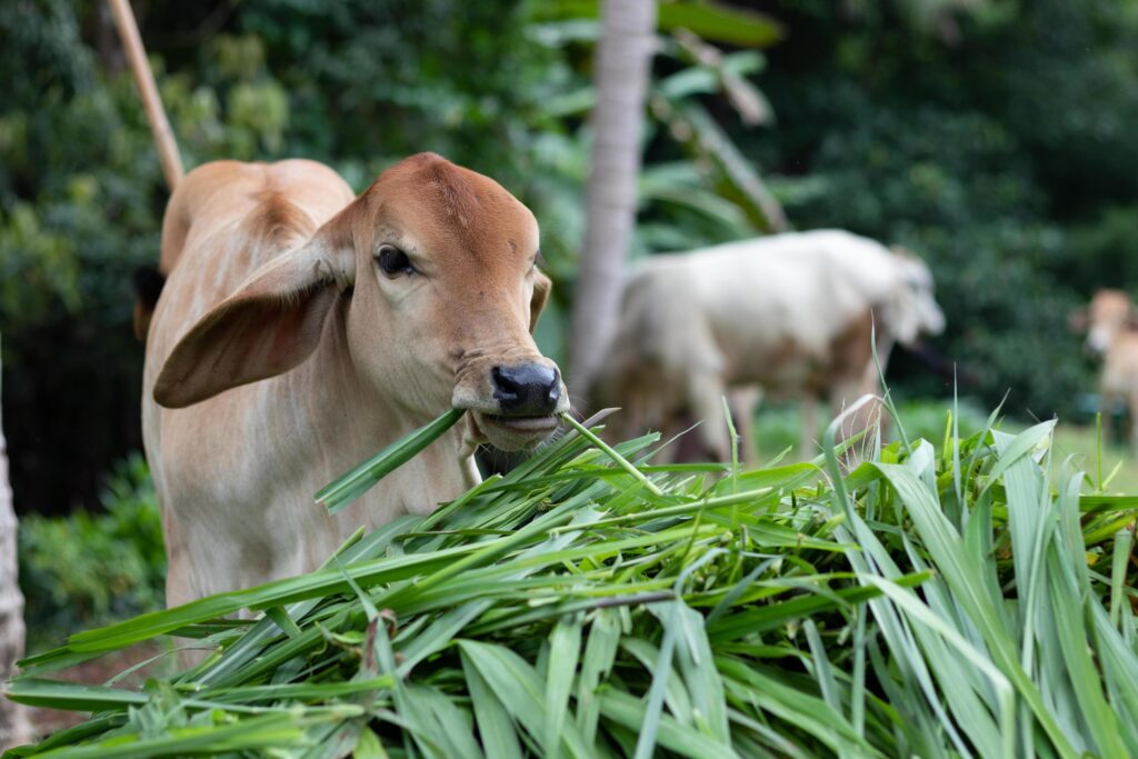 cow eating grass free photo